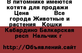 В питомнике имеются котята для продажи › Цена ­ 30 000 - Все города Животные и растения » Кошки   . Кабардино-Балкарская респ.,Нальчик г.